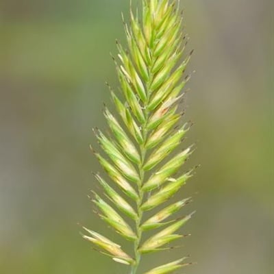 Agropyron cristatum — flower
