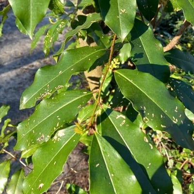 Prunus caroliniana — leaf