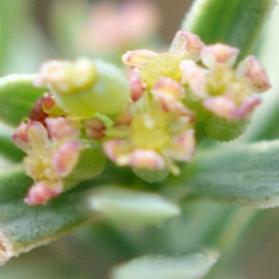Bupleurum semicompositum — flower