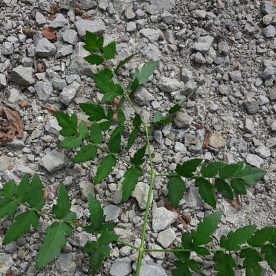 Peucedanum cervaria — leaf