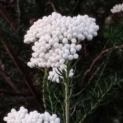 Ozothamnus diosmifolius — flower