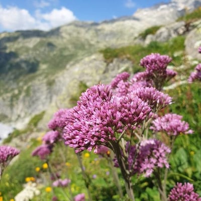Adenostyles alpina — flower