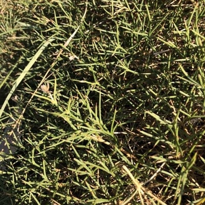 Echinospartum boissieri — leaf