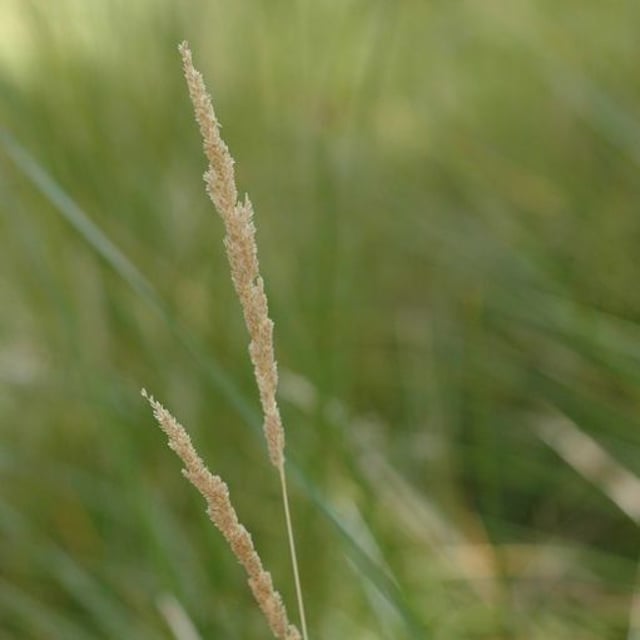 Sphenopholis obtusata — flower