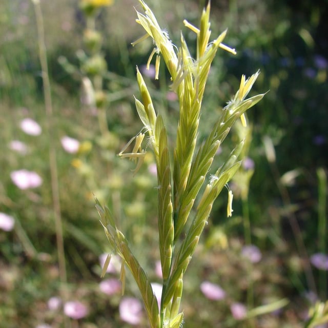 Brachypodium retusum — flower