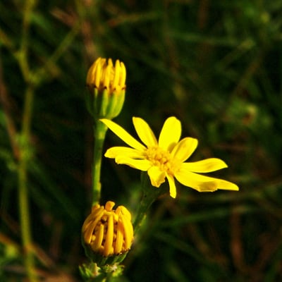 Senecio pinnatifolius — flower