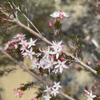 Calytrix tetragona — flower