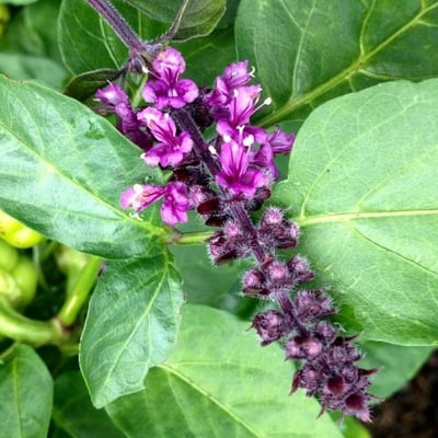 Ocimum basilicum — flower