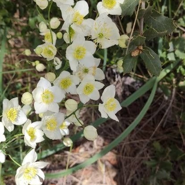 Thalictrum tuberosum — flower