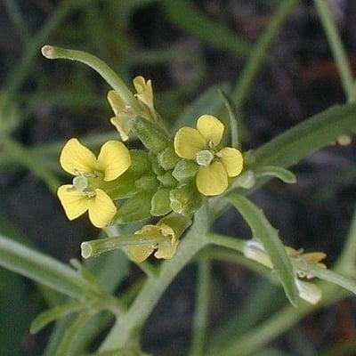 Erysimum repandum — flower