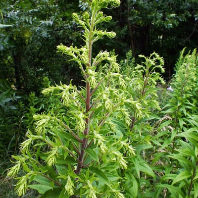 Solidago altissima — flower