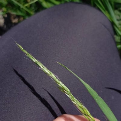 Elymus caninus — flower
