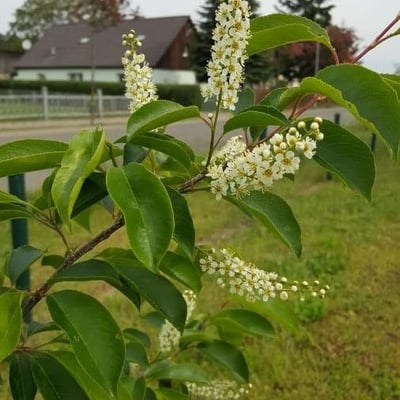 Prunus serotina — flower