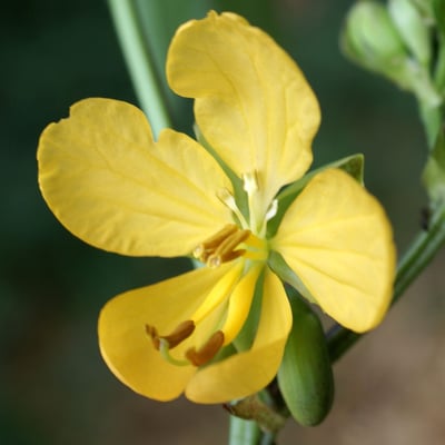 Senna occidentalis — flower