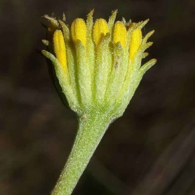 Chaenactis glabriuscula — flower