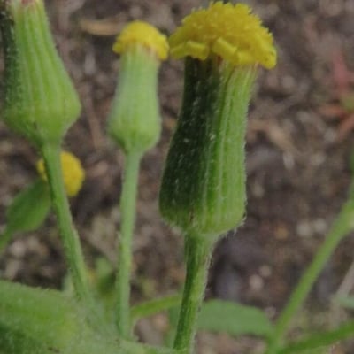 Senecio sylvaticus — flower
