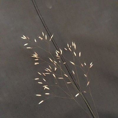 Avenella flexuosa — flower