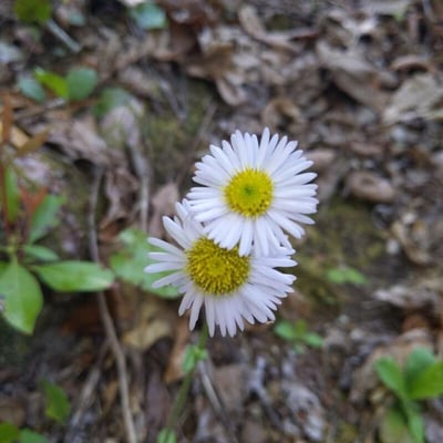 Erigeron pulchellus — flower