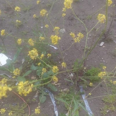 Hirschfeldia incana — flower