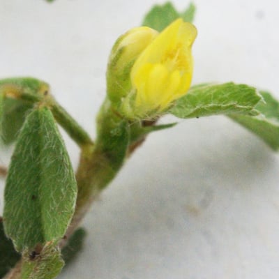 Trifolium micranthum — flower