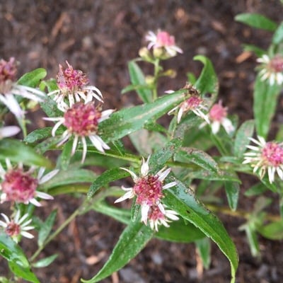 Symphyotrichum lateriflorum — flower
