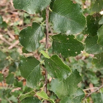 Prunus ilicifolia — leaf