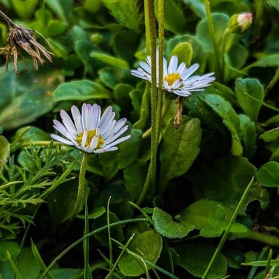 Bellis annua — flower