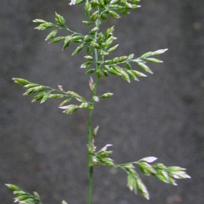 Poa chaixii — flower