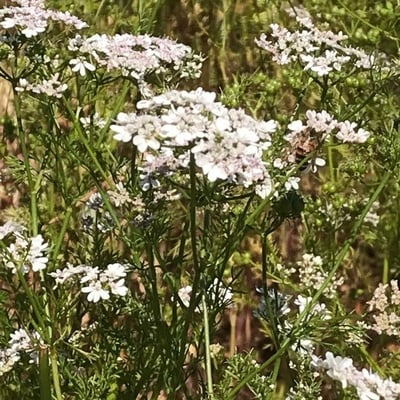 Torilis leptophylla — flower