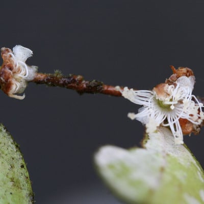 Myrciaria floribunda — flower