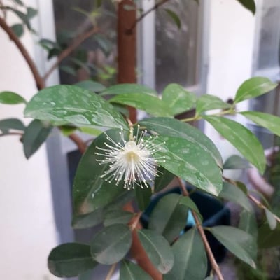 Eugenia involucrata — flower