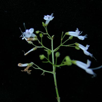 Isodon lophanthoides — habit
