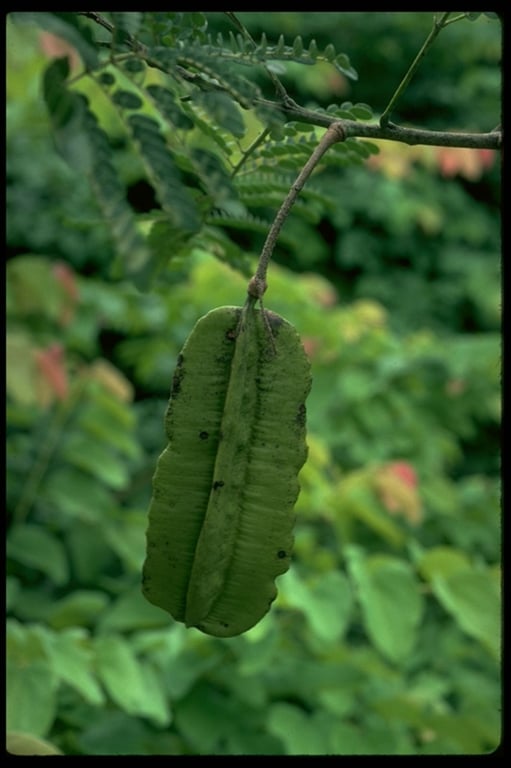 Tetrapleura tetraptera