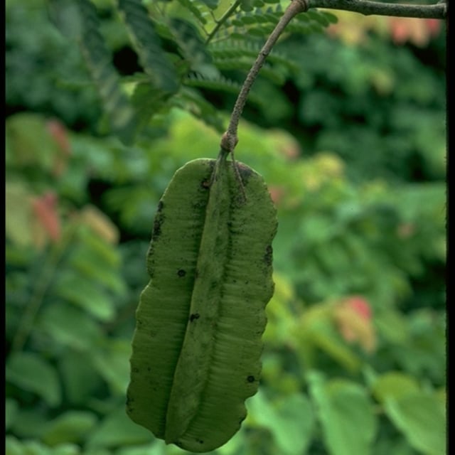 Tetrapleura tetraptera