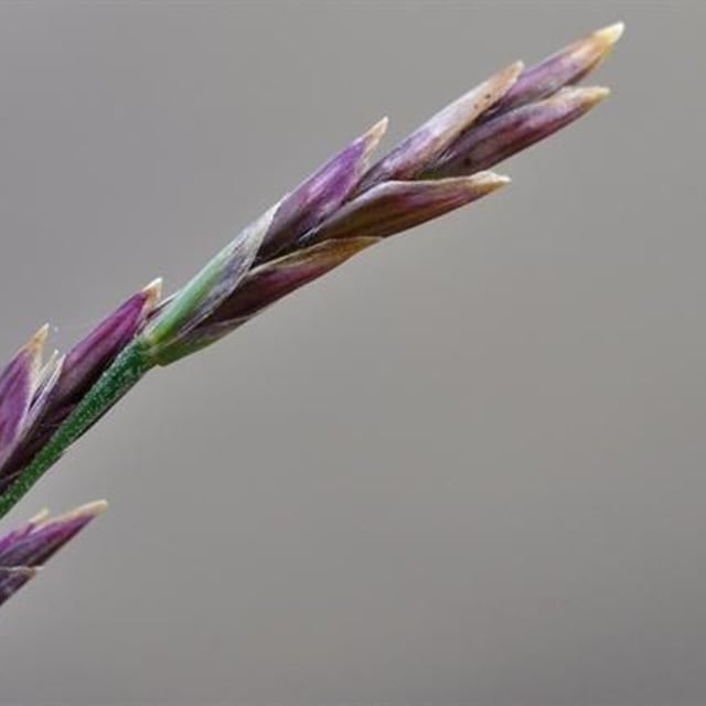 Puccinellia maritima — flower