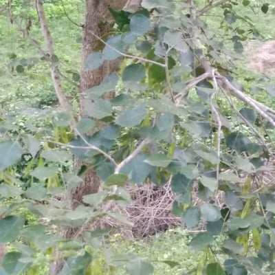 Dalbergia sissoo — leaf