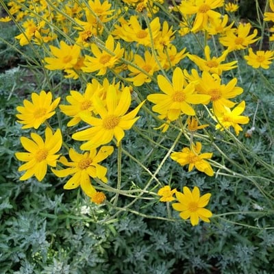 Eriophyllum lanatum — flower