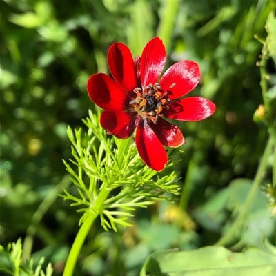 Adonis annua — flower