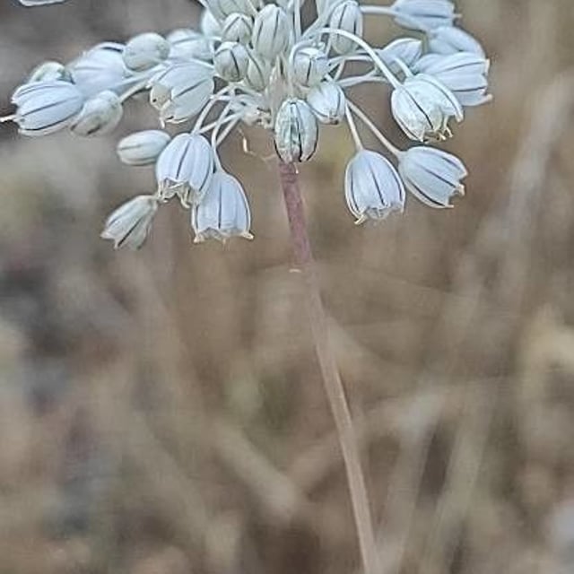 Allium paniculatum — flower