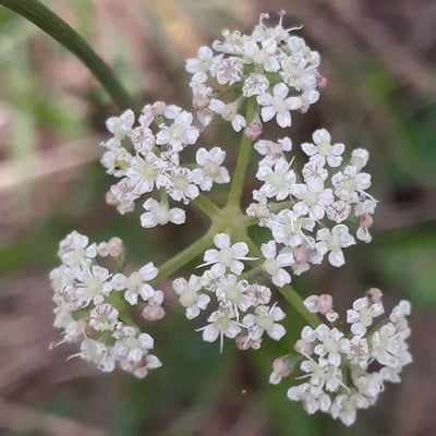 Seseli montanum — flower