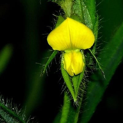 Crotalaria sagittalis — flower