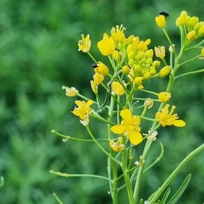 Rorippa sylvestris — flower