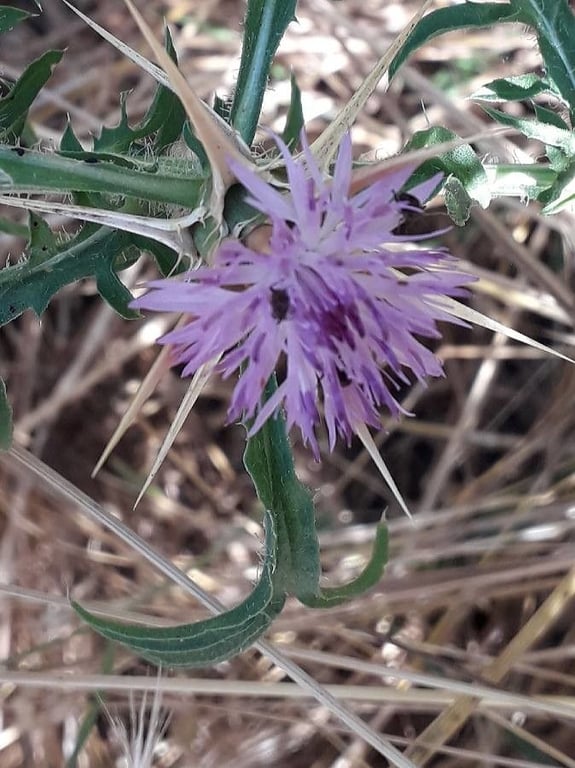 Red star thistle