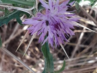 Red star thistle