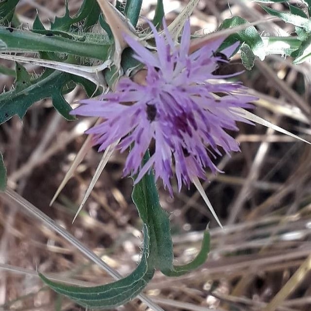 Centaurea calcitrapa — flower