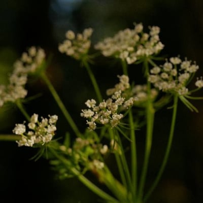 Peucedanum oreoselinum — flower
