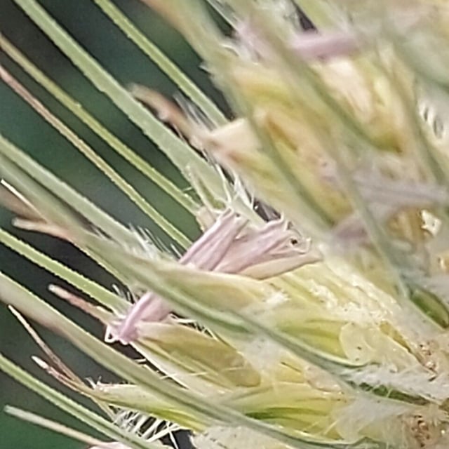 Hordeum marinum — flower