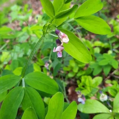 Lathyrus linifolius — flower