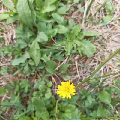 Hypochaeris glabra — flower