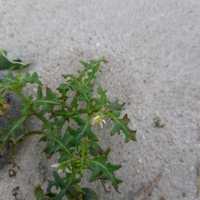 Solanum triflorum — flower